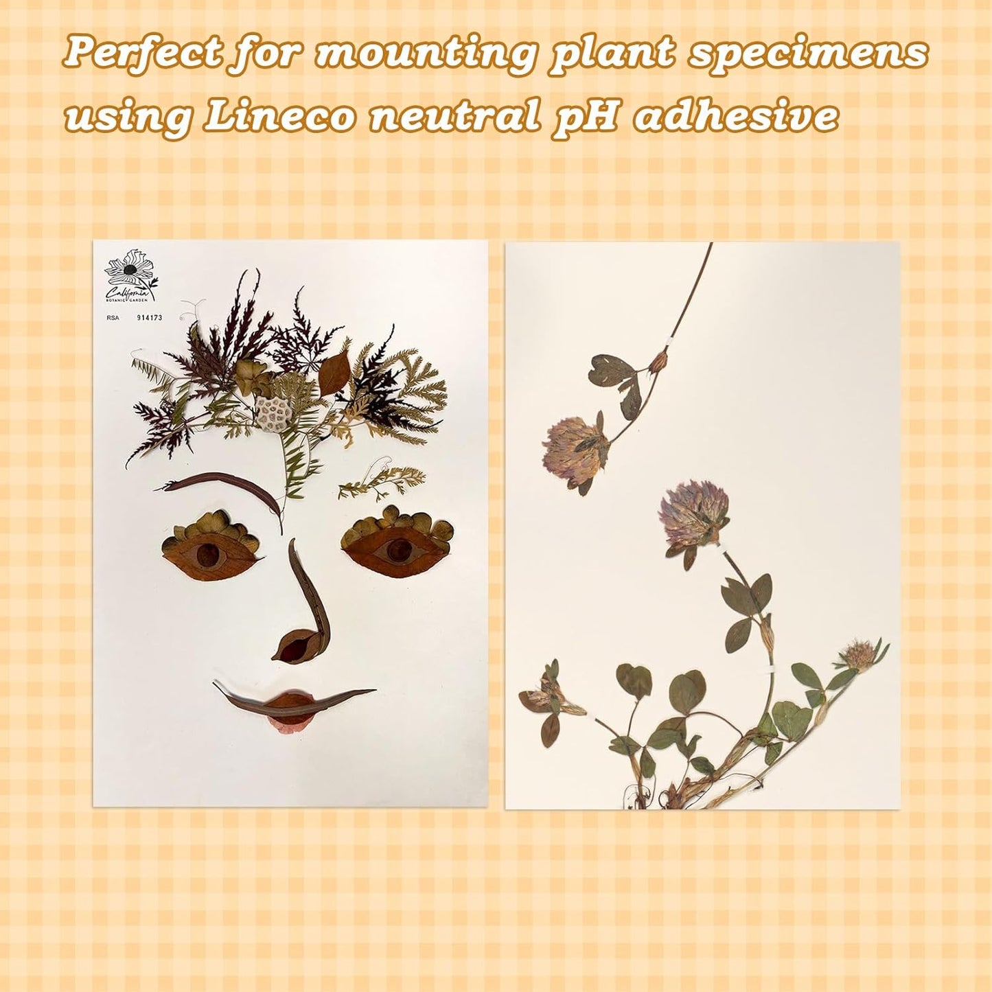 Herbarium Mounting Paper,Archival Quality, PH 8.5, 11.5x16.5 inches