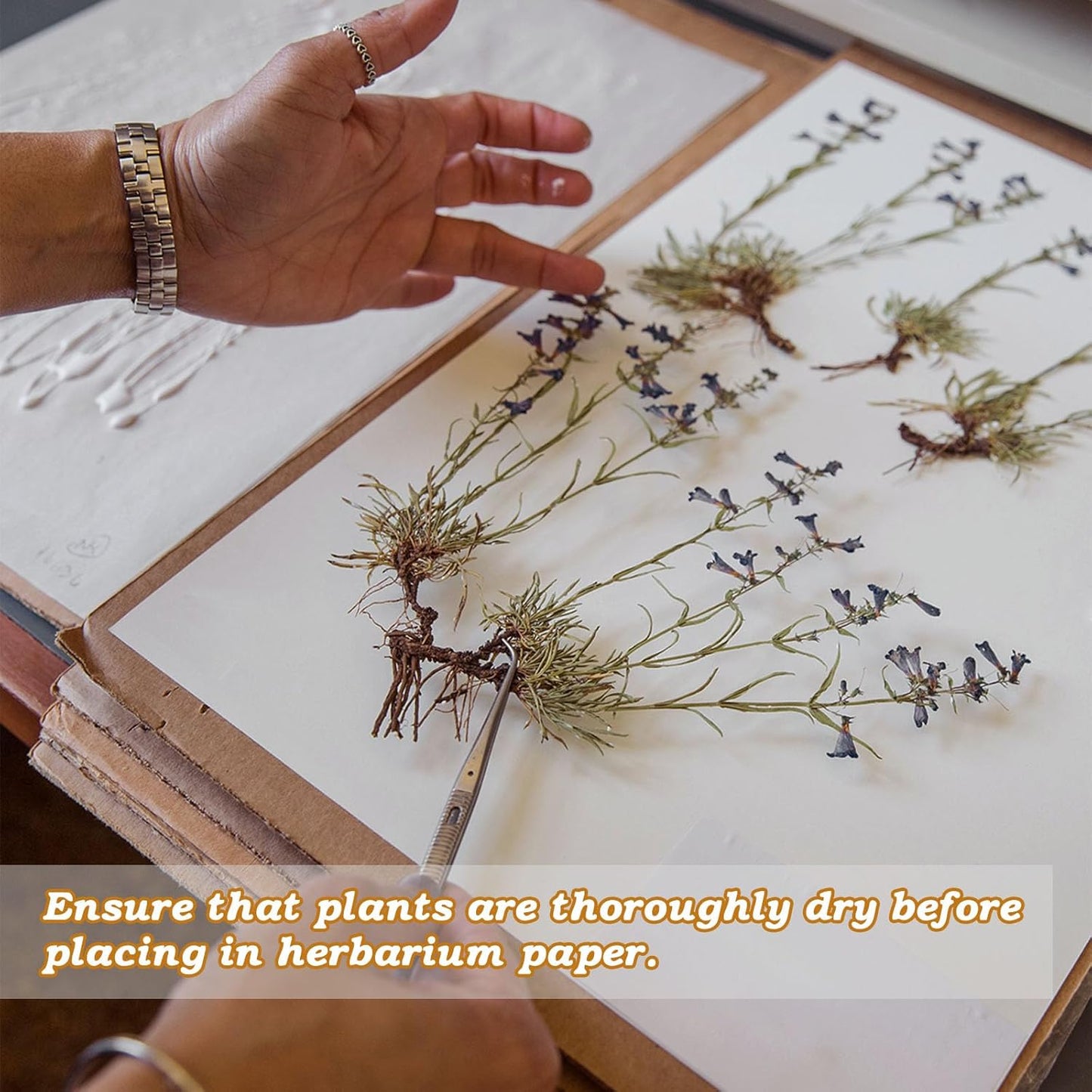 Herbarium Mounting Paper,Archival Quality, PH 8.5, 11.5x16.5 inches