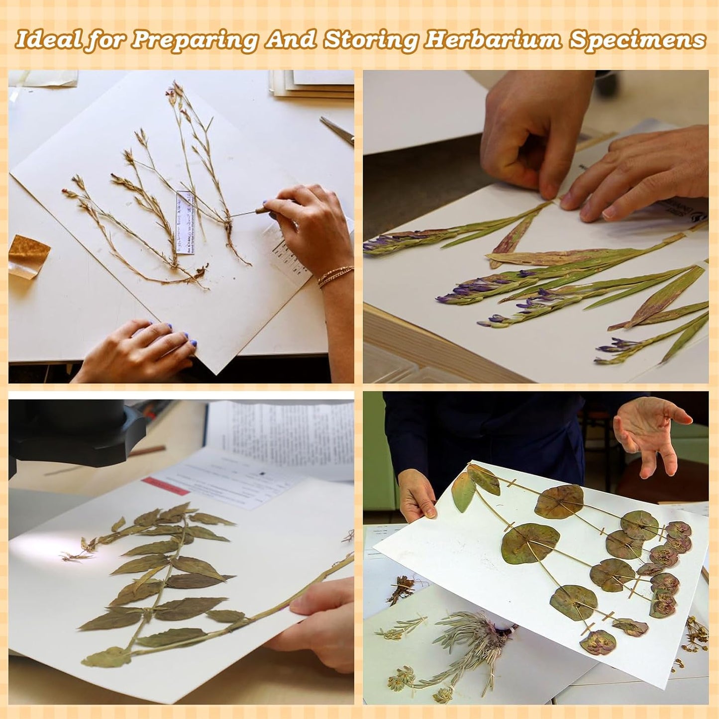 Herbarium Mounting Paper,Archival Quality, PH 8.5, 11.5x16.5 inches