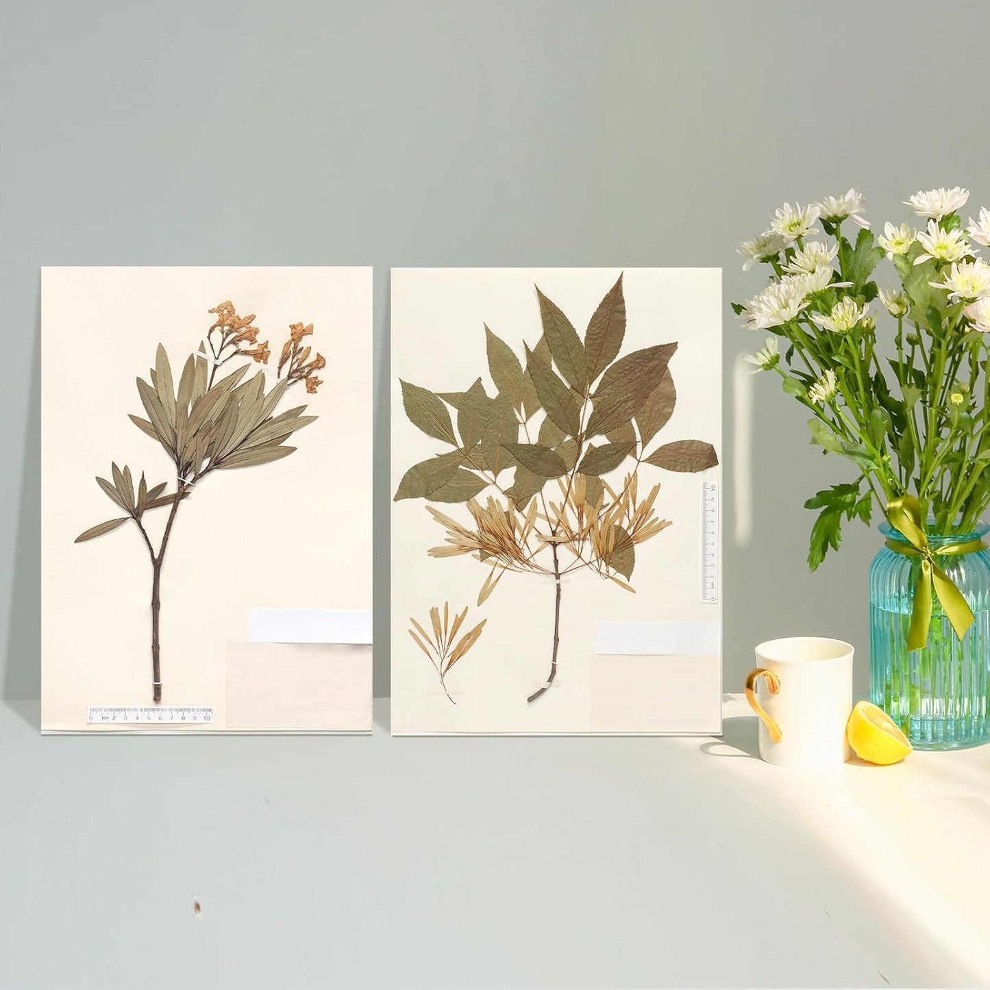 Herbarium Mounting Paper,Archival Quality, PH 8.5, 11.5x16.5 inches